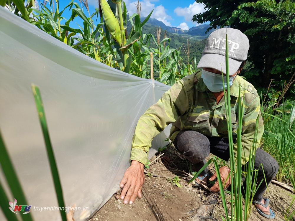 Người dân đã triển khai nhiều phương án phòng, chống và tổ chức diệt chuột, giăng bao Nilon vây cả rẫy ngô, tổ chức đặt bẫy truyền thống bắt … nhưng cũng không hiệu quả.