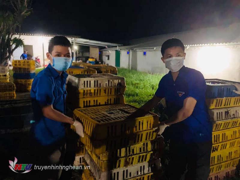 9.000 con gà được đoàn viên thanh niên hỗ trợ
