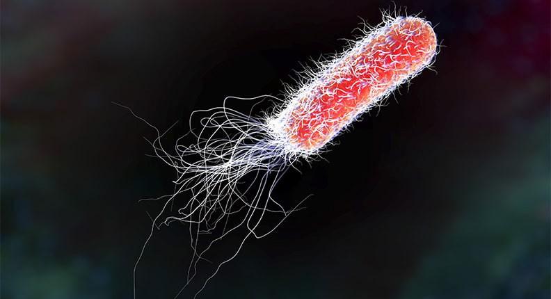Nhiễm khuẩn E.coli: Khuẩn E.coli là một loại vi khuẩn sống trong ruột người và động vật. Vi khuẩn này lây nhiễm qua thức ăn kém vệ sinh và nước ô nhiễm. Người nhiễm E.coli có thể bị đau bụng, tiêu chảy, nôn mửa và sốt.