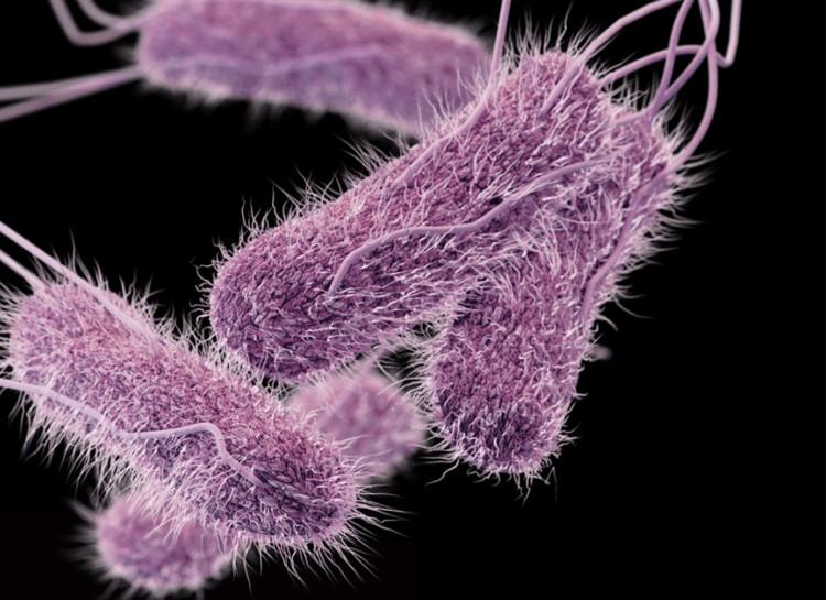 Salmonella Typhi