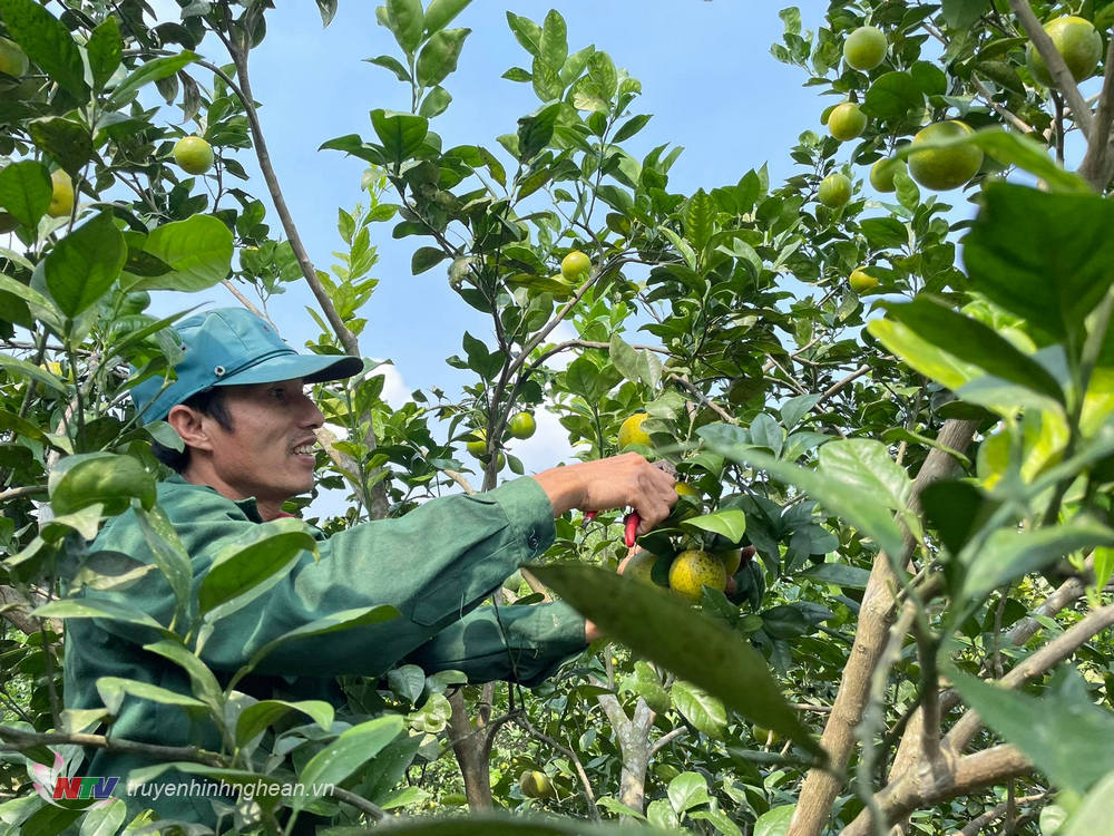 Các nhà vườn hiện đang triển khai bán lẻ