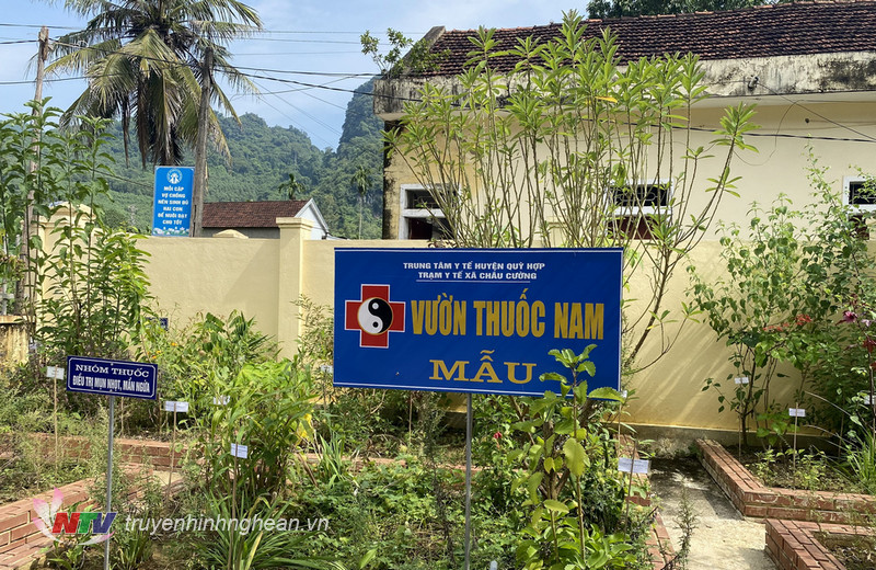 Vườn cây thuốc nam tại Trạm y tế xã Châu Cường.