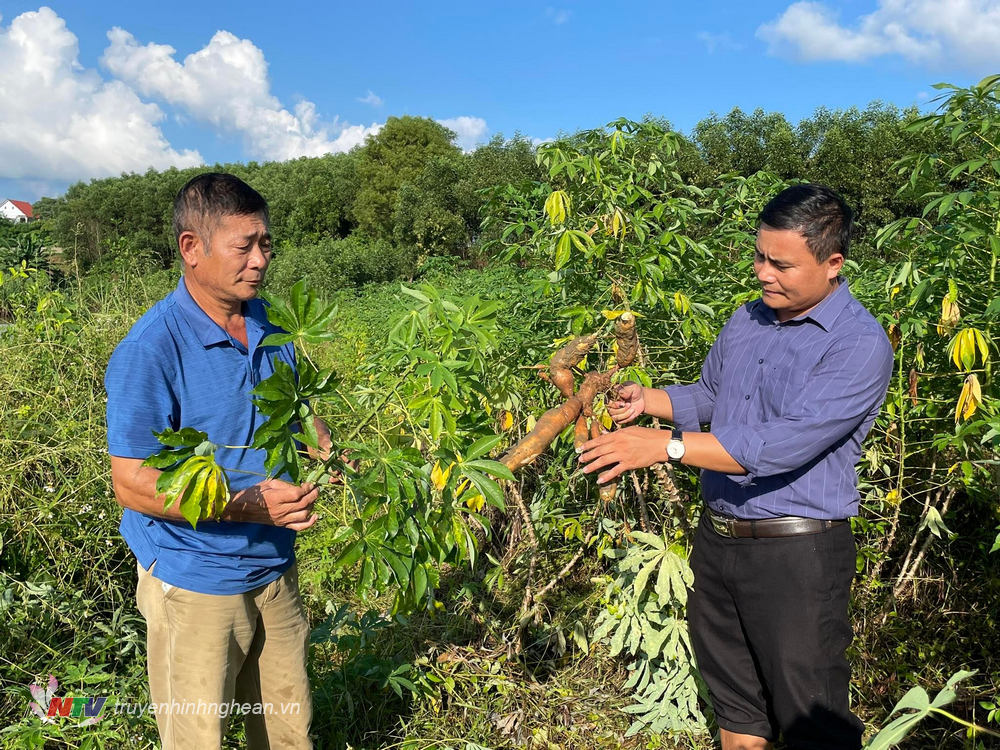 Nhiều diện tích sắn bị vàng ngọn, hỏng củ.
