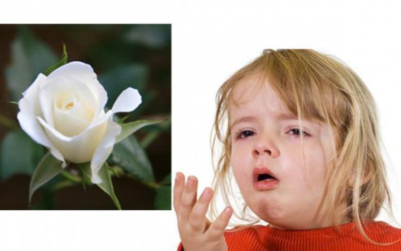 Hoa hồng bạch chữa ho hiệu quả: Lấy cánh hoa hồng bạch rửa sạch trộn với một ít đường phèn, cộng với một ít nước lọc, đem hấp cách thủy. Cho bé uống mỗi lần 1 thìa, mỗi ngày từ 3 đến 4 lần