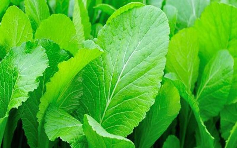 Rau cải bẹ xanh giúp hạn chế tiết dịch vị ở người bệnh trào ngược dạ dày với các thành phần dinh dưỡng chứa vitamin A, B, C, K, axit nicotinic, chất xơ…