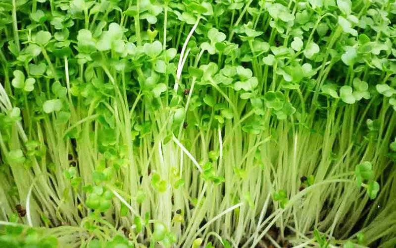 Các loại rau mầm có thể chứa vi khuẩn có hại như E. coli, salmonella và Listeria. Vì vậy, nếu ăn rau mầm sống sẽ rất dễ bị ngộ độc.