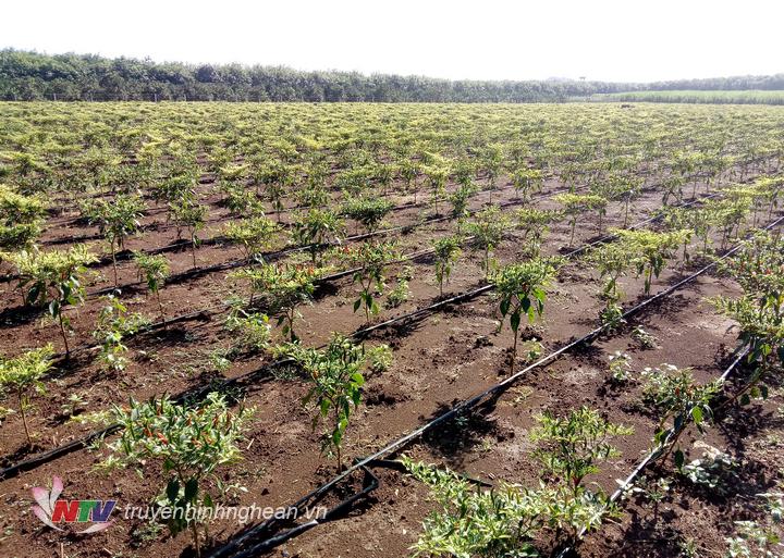 ​  Trên 20ha ớt cay ở xã Tây Hiếu, TX Thái Hòa có nguy cơ mất trắng do sâu bệnh.  ​