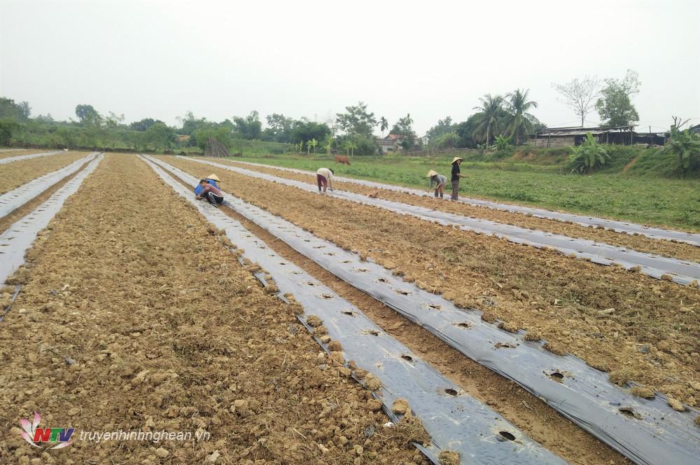 Nông dân xã Cẩm Sơn tập trung xuống giống rau màu trên vùng đất bãi
