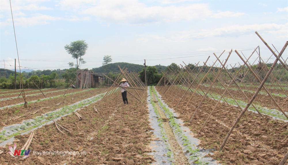 bà con nông dân xã Cẩm Sơn đang tập trung xuống giống rau màu trên vùng đất bãi