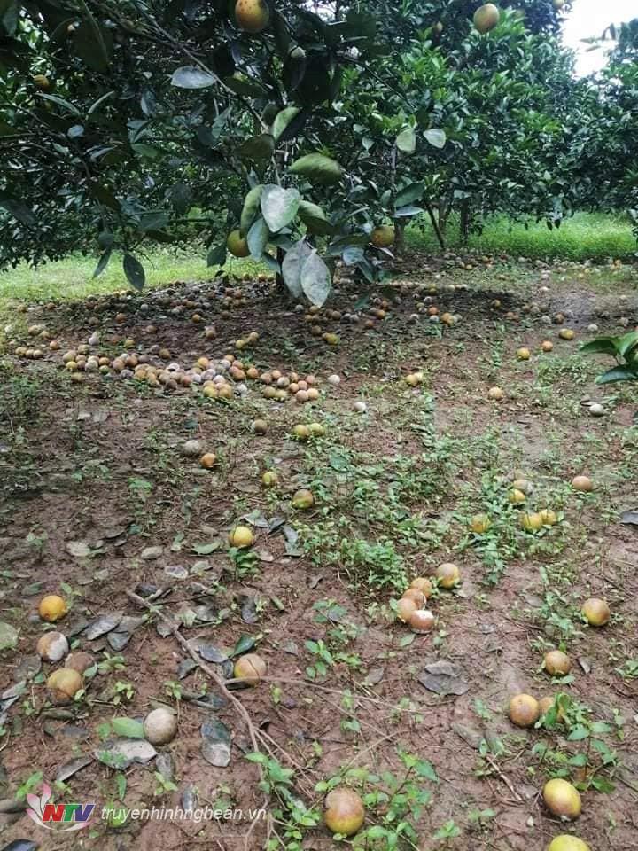 Nông dân Anh Sơn xót xa