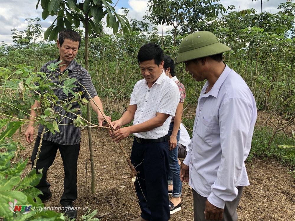 Kỹ sư cây trồng tại Thái Hòa xuống tận ruộng hướng dẫn bà con cách xử lý diện tích sắn bị bệnh khảm lá