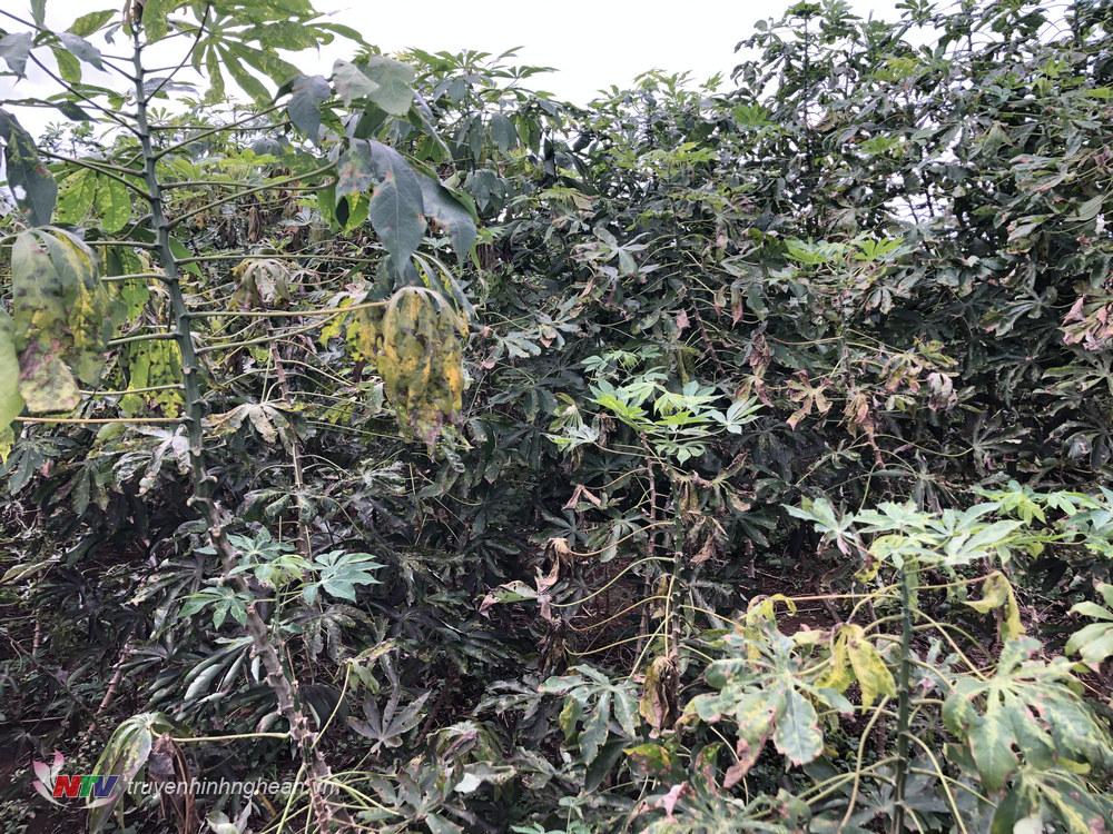 Khi bị nhiễm bệnh, cây sắn còi cọc, lá xoắn và loang lổ
