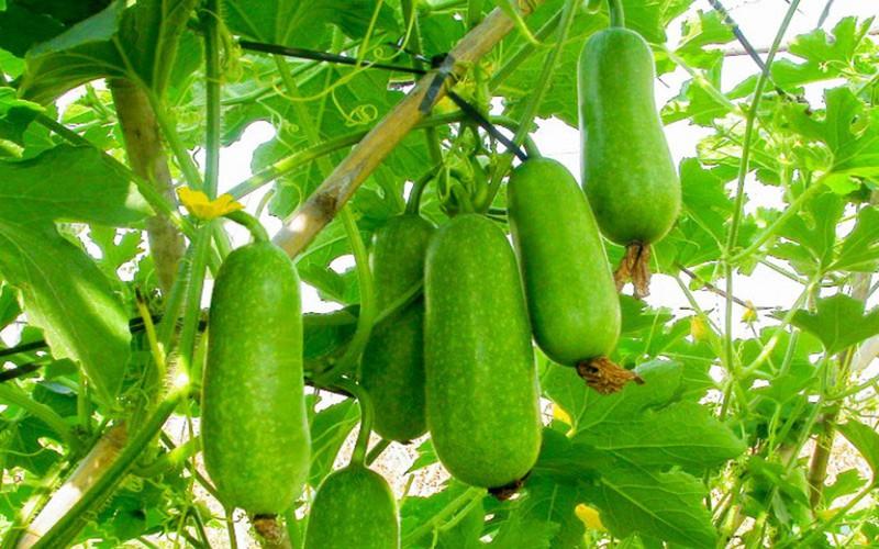 Không chỉ giàu vitamin C, canxi, kali mà bí đao còn chứa nhiều dưỡng chất khác giúp thể giảm nguy cơ bị đột quỵ lên đến 21%, hạn chế mắc bệnh tim mạch và cung cấp năng lượng cần thiết cho cơ thể.