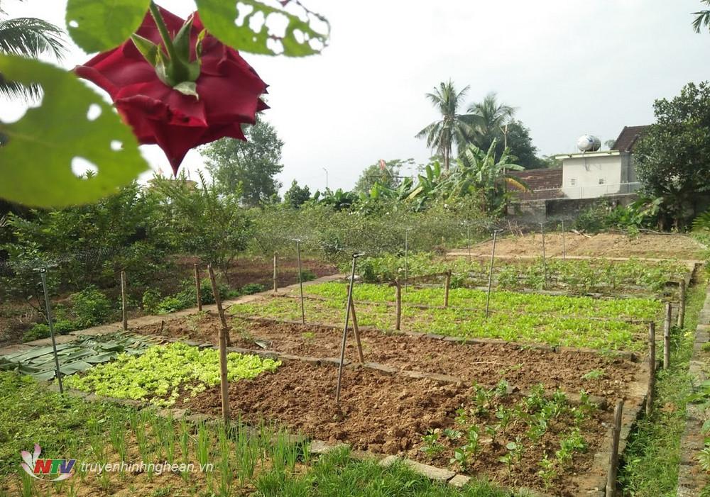 3. Một khu vườn mẫu tại xã Hòa Sơn được quy hoạch có lối đi lại thuận tiện, trồng theo hàng, lối rất sạch sẽ, đẹp mắt