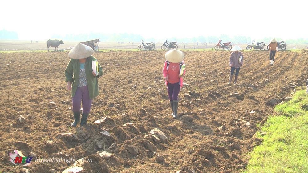 Huyện Nghĩa Đàn khuyến cáo nông dân tùy vào đặc điểm cụ thể của địa phương àm sử dụng các giống ngô hợp lý.