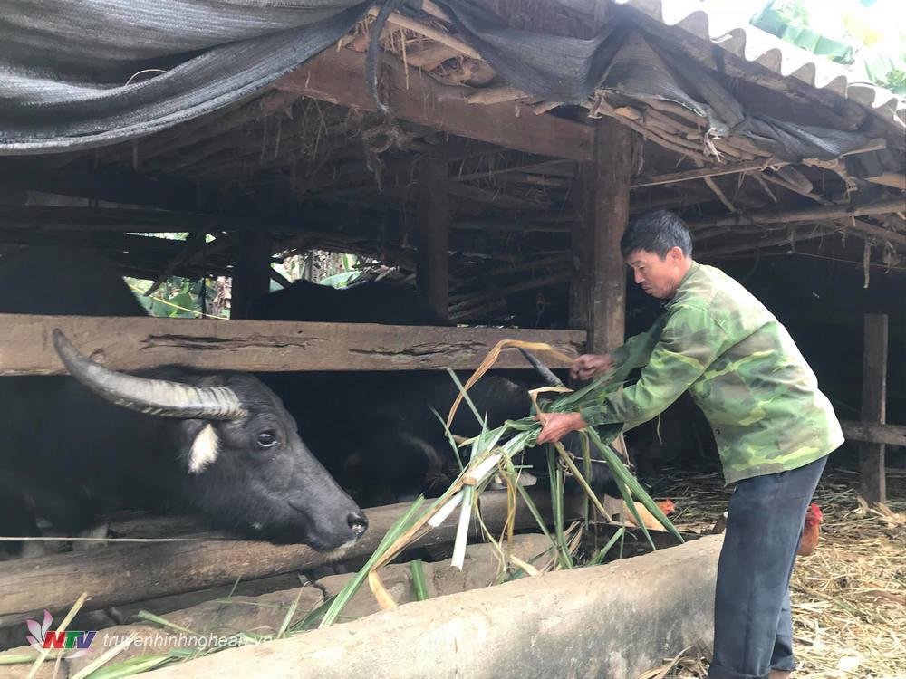 Người dân Nghĩa Đàn chăm sóc gia súc trong mùa lạnh.