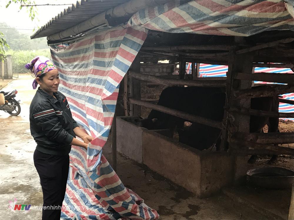 Các hộ che chắn chuồng trại tránh rét cho gia súc.