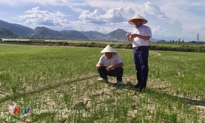 Thời tiết nắng nóng kéo dài làm nheieuf diện tích cây trồng bị khô hạn.