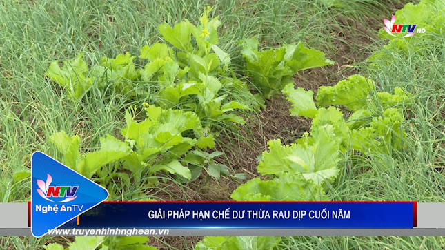 Giải pháp hạn chế dư thừa rau dịp cuối năm