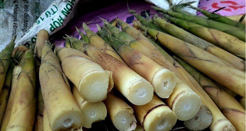 Măng tươi có khả năng gây ngộ độc cho con người.