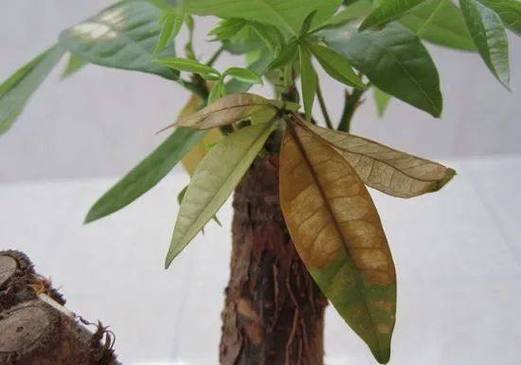 Các đại biểu tham dự chương trình.